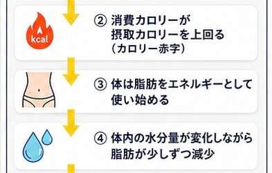 体重が減るメカニズム｜知っておきたい「痩せるサイクル」とキックボクシングの効果